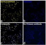 OCT3/4 Recombinant Rat Monoclonal Antibody (EM92), Alexa Fluor™ Plus 555