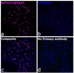 OCT3/4 Recombinant Rat Monoclonal Antibody (EM92), Alexa Fluor™ Plus 647