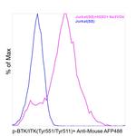 Phospho-BTK/ITK (Tyr551, Tyr511) Antibody