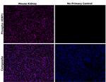 Phospho-4EBP1 (Thr36, Thr45) Recombinant Mouse Monoclonal Antibody (V3NTY24)