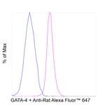 GATA4 Antibody