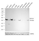 GATA4 Antibody
