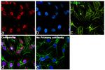 GATA4 Recombinant Rat Monoclonal Antibody (eBioEvan)