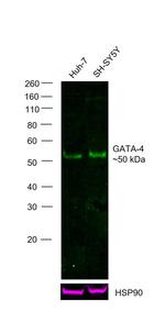 GATA4 Antibody in Western Blot (WB)