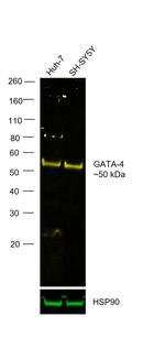 GATA4 Antibody in Western Blot (WB)