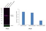GATA4 Antibody in Western Blot (WB)