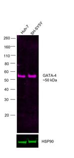 GATA4 Antibody in Western Blot (WB)