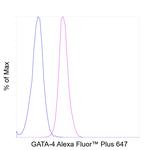 GATA4 Antibody
