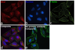 GILZ Antibody in Immunocytochemistry (ICC/IF)