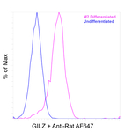 GILZ Antibody