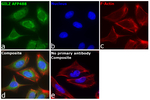 GILZ Recombinant Rat Monoclonal Antibody (CFMKG15), Alexa Fluor™ Plus 488
