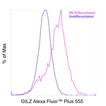 GILZ Antibody