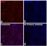 SOX9 Recombinant Mouse Monoclonal Antibody (GMPR9)