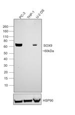 SOX9 Antibody in Western Blot (WB)