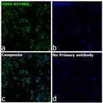 SOX9 Recombinant Mouse Monoclonal Antibody (GMPR9), Alexa Fluor™ Plus 488