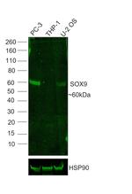 SOX9 Antibody in Western Blot (WB)