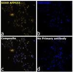 SOX9 Recombinant Mouse Monoclonal Antibody (GMPR9), Alexa Fluor™ Plus 555