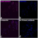 SOX9 Recombinant Mouse Monoclonal Antibody (GMPR9), Alexa Fluor™ Plus 647