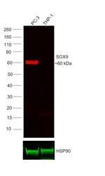 SOX9 Antibody in Western Blot (WB)