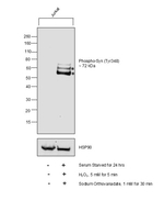Phospho-Syk (Tyr348) Antibody in Western Blot (WB)