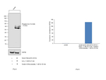 Phospho-Syk (Tyr348) Recombinant Mouse Monoclonal Antibody (moch1ct)