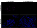 Somatostatin Antibody in Immunohistochemistry (Paraffin) (IHC (P))