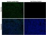 Survivin Antibody in Immunohistochemistry (Paraffin) (IHC (P))