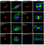 Survivin Antibody in Immunocytochemistry (ICC/IF)