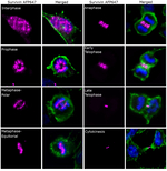 Survivin Recombinant Mouse Monoclonal Antibody (STLALYV), Alexa Fluor™ Plus 647