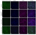 Phospho-S6 (Ser235, Ser236) Recombinant Mouse Monoclonal Antibody (cupk43k)