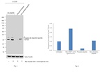 Phospho-S6 (Ser235, Ser236) Antibody