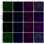 Phospho-S6 (Ser235, Ser236) Antibody in Immunocytochemistry (ICC/IF)