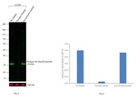 Phospho-S6 (Ser235, Ser236) Antibody in Western Blot (WB)
