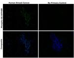 Phospho-S6 (Ser235, Ser236) Recombinant Mouse Monoclonal Antibody (cupk43k), Alexa Fluor™ Plus 488