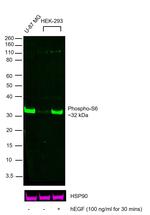 Phospho-S6 (Ser235, Ser236) Antibody in Western Blot (WB)