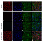 Phospho-S6 (Ser235, Ser236) Antibody