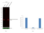 Phospho-S6 (Ser235, Ser236) Antibody in Western Blot (WB)