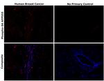 Phospho-S6 (Ser235, Ser236) Recombinant Mouse Monoclonal Antibody (cupk43k), Alexa Fluor™ Plus 555
