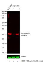 Phospho-S6 (Ser235, Ser236) Antibody in Western Blot (WB)