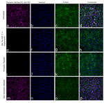 Phospho-S6 (Ser235, Ser236) Antibody