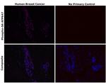 Phospho-S6 (Ser235, Ser236) Recombinant Mouse Monoclonal Antibody (cupk43k), Alexa Fluor™ Plus 647
