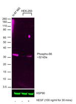 Phospho-S6 (Ser235, Ser236) Antibody in Western Blot (WB)
