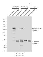 V5 Tag Antibody in Immunoprecipitation (IP)