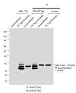 V5 Tag Antibody in Immunoprecipitation (IP)