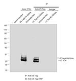 V5 Tag Antibody in Immunoprecipitation (IP)