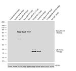 V5 Tag Recombinant Mouse Monoclonal Antibody (TCM5), HRP