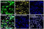 V5 Tag Antibody in Immunocytochemistry (ICC/IF)