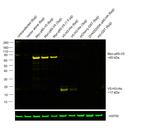 V5 Tag Antibody in Western Blot (WB)