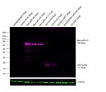 V5 Tag Antibody in Western Blot (WB)