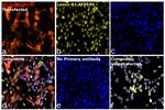 V5 Tag Antibody in Immunocytochemistry (ICC/IF)